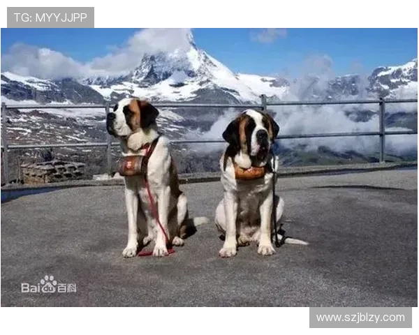 鸳鸯足球鞋背后的传奇球星与其场上精彩表现的故事揭秘